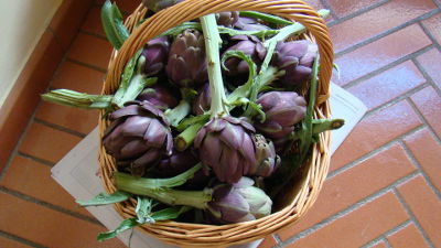 I carciofi del nostro orto - Potrete degustare prodotti di stagione - Agriturismo Pallerino